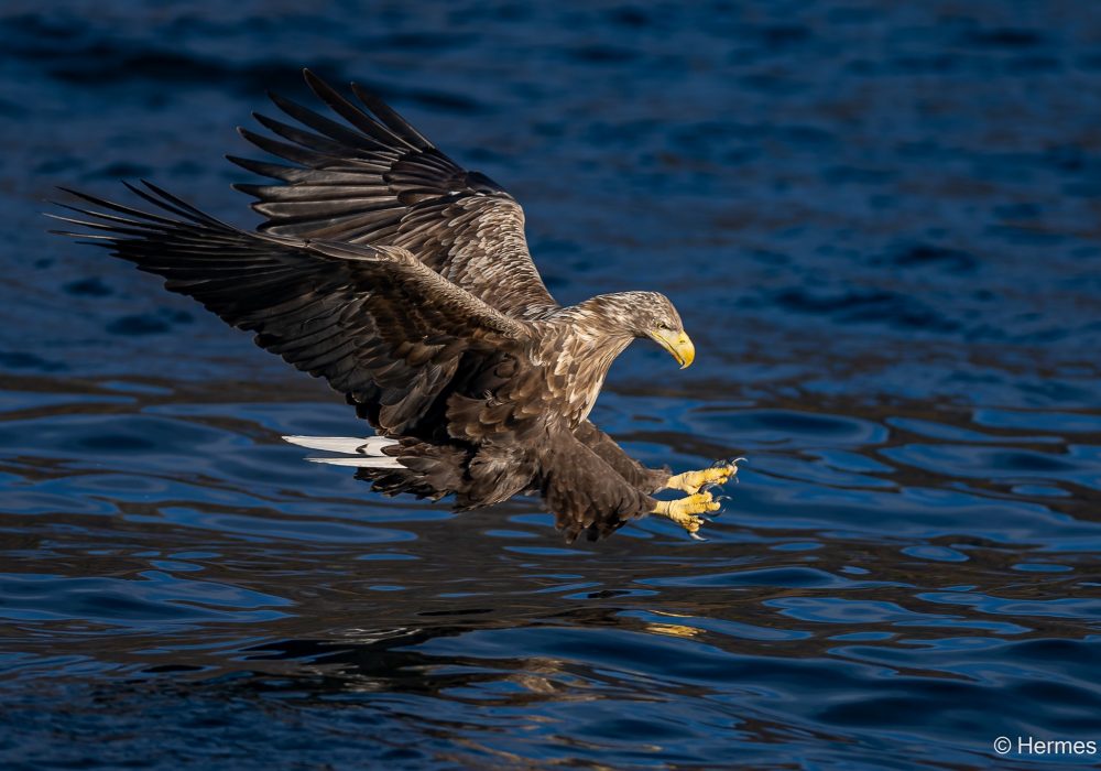 Eagle and fish
